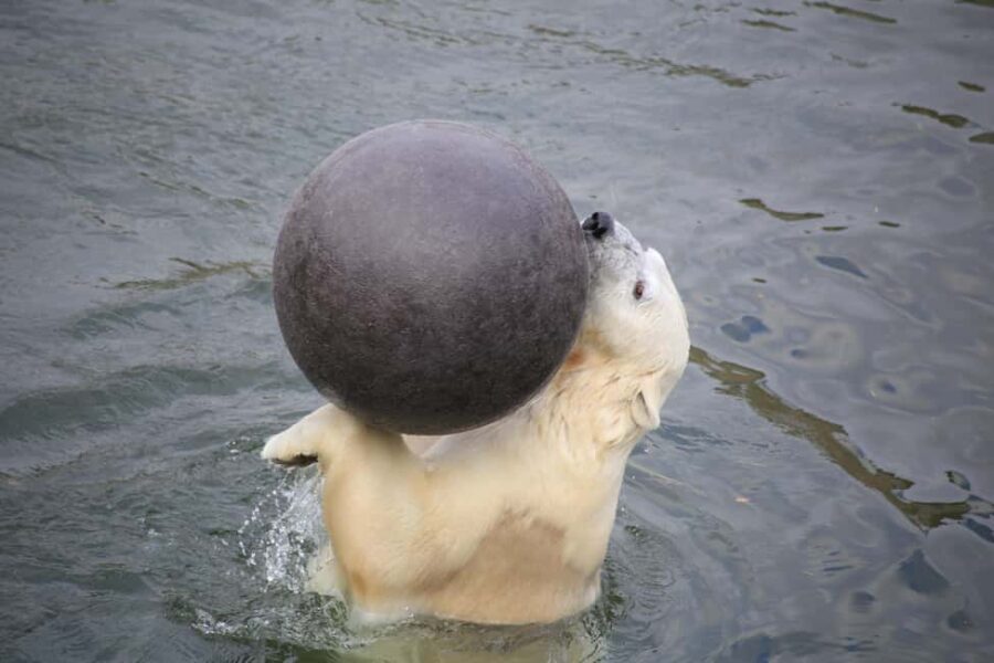 Rovaniemi: Ranua Zoo Wildlife Park Tour with hotel pickup - What Makes Ranua Wildlife Park Special