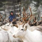 Rovaniemi: Reindeer Farm Visit and Sleigh Ride with transfer - From Rovaniemi to a Traditional Reindeer Farm in Lapland