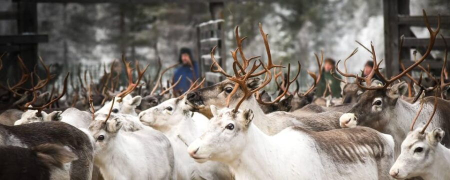 Rovaniemi: Reindeer Farm Visit and Sleigh Ride with transfer - From Rovaniemi to a Traditional Reindeer Farm in Lapland