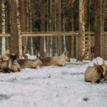 Rovaniemi: Reindeer Farm Visit with Sleigh Ride & Pickup - Convenient Pickup and Drop-off in Rovaniemi