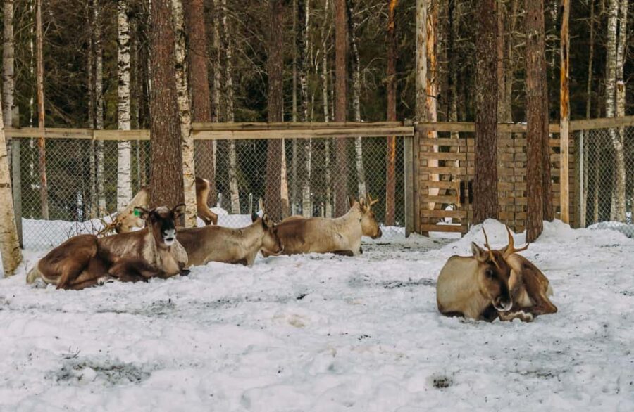 Rovaniemi: Reindeer Farm Visit with Sleigh Ride & Pickup - Convenient Pickup and Drop-off in Rovaniemi