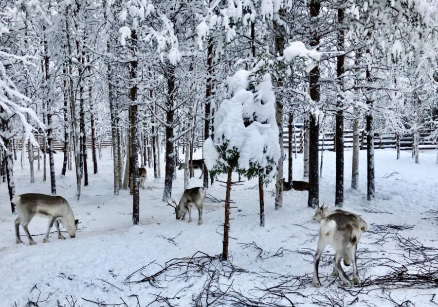 Rovaniemi: Reindeer Sleigh Ride with Hot Drink and Cookies - Starting Point at the Oldest Reindeer Farm in Rovaniemi