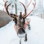 Rovaniemi: Santa Claus Village, Husky & Reindeer Tour - Visiting a Husky and Reindeer Farm in Lapland