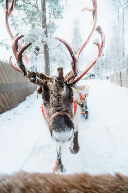 Rovaniemi: Santa Claus Village, Husky & Reindeer Tour - Visiting a Husky and Reindeer Farm in Lapland