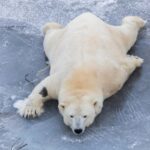 Rovaniemi: Santa, Reindeer & Ranua Zoo with Private Tour - Lunch at Ranua Wildlife Park