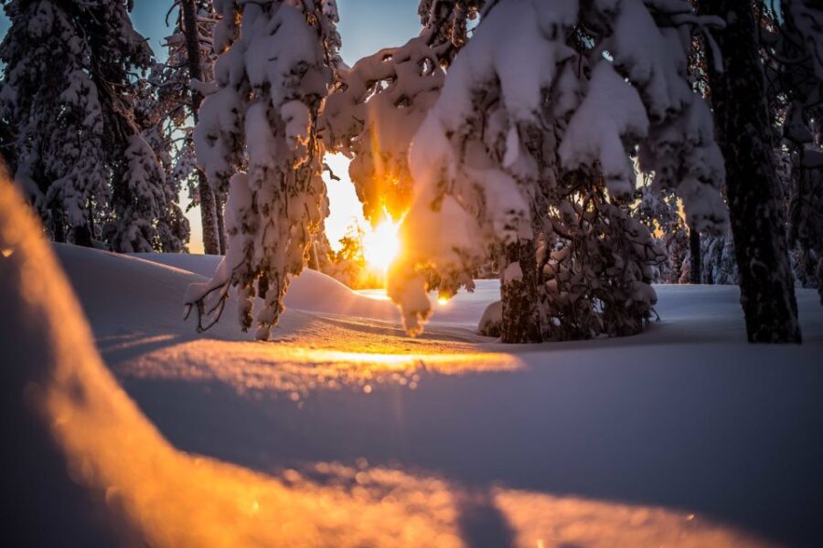 Rovaniemi: Snowshoe Wilderness Adventure - Snowshoeing Through the Arctic Forests of Lapland
