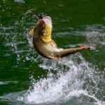 Rovaniemi: Summer & Autumn Fishing Tour in Lapland & BBQ - The Unique Setting of Lapland’s Pristine Lakes and Rivers