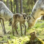 Rovaniemi: Summer Reindeer Farm Experience - Scenic Drive from Rovaniemi to the Reindeer Farm