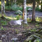 Rovaniemi: trip to the Ranua Zoo (transportation, tickets) - Intuitive and Friendly Experience with English Guides