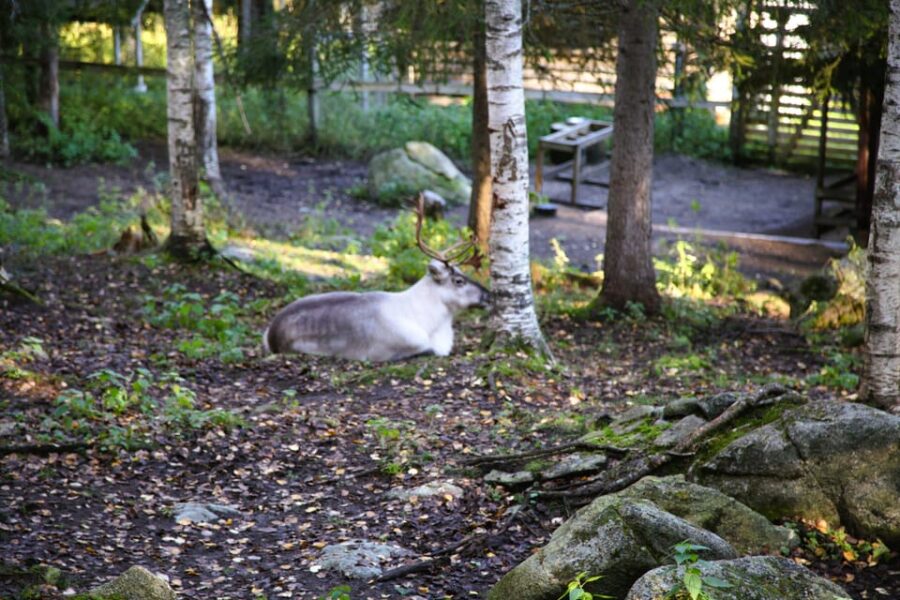Rovaniemi: trip to the Ranua Zoo (transportation, tickets) - Intuitive and Friendly Experience with English Guides