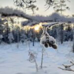 Rovaniemi: Winter Hike and Finnish Sauna Experience - Discover the Silence of Frozen Wetlands