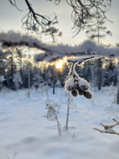 Rovaniemi: Winter Hike and Finnish Sauna Experience - Discover the Silence of Frozen Wetlands