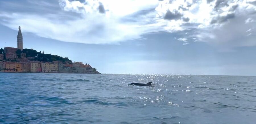 Rovinj: BUBA SUNSET KAYAK, snorkeling&driknks incuded - Gliding Along Rovinjs Coastal Beauty at Sunset