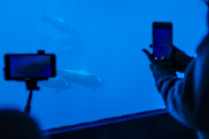 Royal Delfin - 2Hour Sustainable Dolphin & Whale Watching Mini Cruise - The Catamaran Design and Underwater Viewing Experience