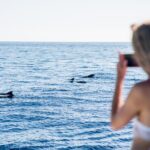 Royal Dolphin Whale watching excursion - The Boat: Designed for Optimal Marine Wildlife Viewing