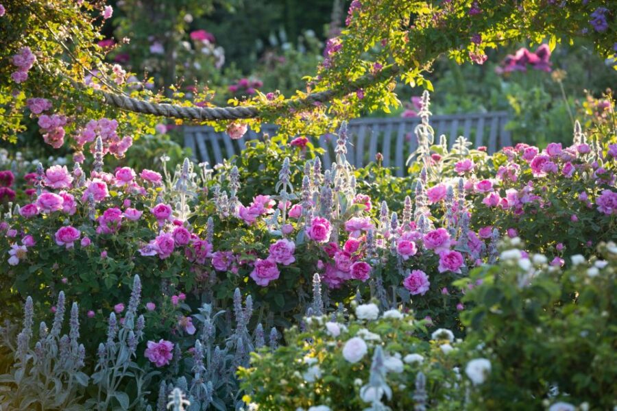 Royal Horticultural Society: Rosemoor Garden Ticket - The Hot Garden: A Splash of Vibrant Colors