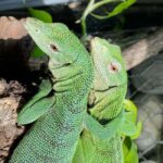 Royan: Planet Exotica Entry Ticket - Discover the Recreated Habitats at Planet Exotica