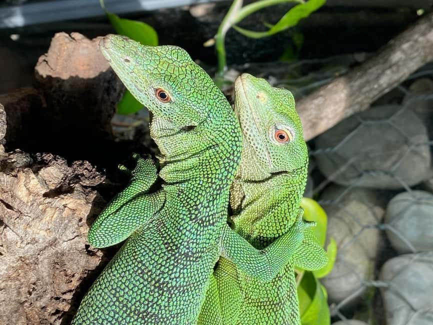 Royan: Planet Exotica Entry Ticket - Discover the Recreated Habitats at Planet Exotica