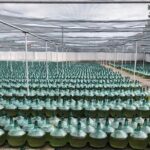 Rueda White Wine Tour with Michelin-Star Lunch from Madrid - Exploring Rueda’s Underground Cellars at Bodegas De Alberto