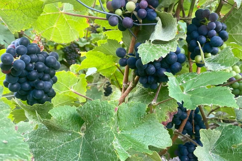 Ruinart Champagne Cellars Tastings Private trip from Paris - Guided Cellars Tour at Ruinart Champagne House