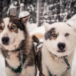 Ruka: 2,5km Family Husky Safari - The Guide and Safety Measures