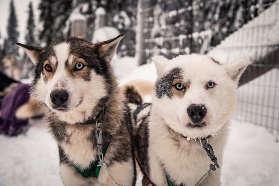 Ruka: 2,5km Family Husky Safari - The Guide and Safety Measures