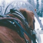Ruka-Kuusamo: Horse-drawn Sleigh Ride in the Countryside - Wrapping Up in Warm Woolen Blankets