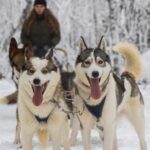 Ruka: Reindeer Ride and Husky Safari with Snacks - From the Meeting Point at Lammintupa Cafe to the Arctic Wilderness