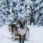 Ruka: Reindeer Ride with Snacks and Storytime - The Authentic Reindeer Sleigh Ride Through Finnish Wilderness