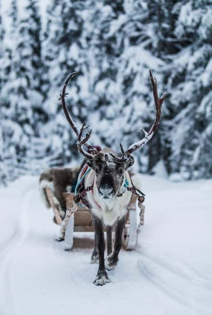 Ruka: Reindeer Ride with Snacks and Storytime - The Authentic Reindeer Sleigh Ride Through Finnish Wilderness