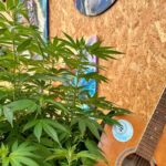 S. Donà di Piave-Jesolo-Hemp & Beer - Nature Tour and Beer Tasting - Final Thoughts on the Hemp & Beer Experience