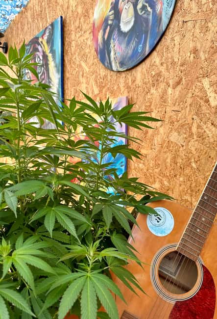 S. Donà di Piave-Jesolo-Hemp & Beer - Nature Tour and Beer Tasting - Final Thoughts on the Hemp & Beer Experience