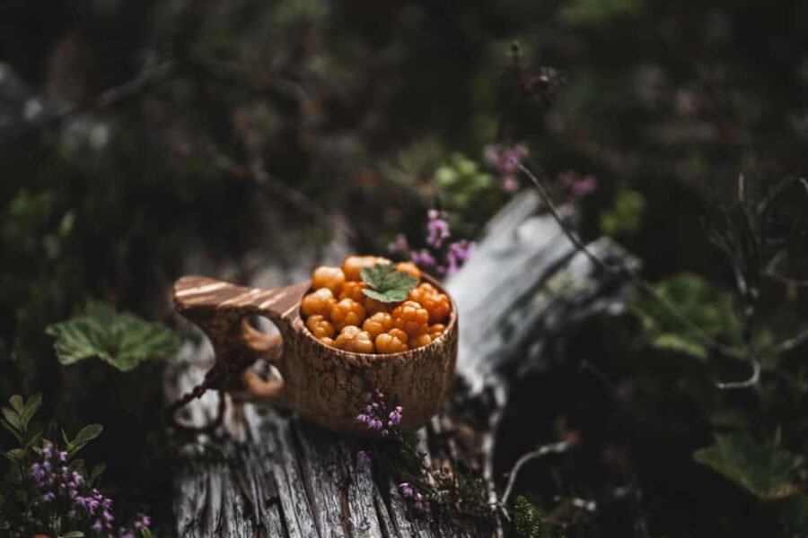 Saariselkä: Forest Treasures Excursion with Outdoor Lunch - Starting Point Near Urho Kekkonen National Park