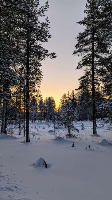 Saariselkä: GUIDED FOREST SNOWSHOE WALK - Exploring Lapland’s Snowy Forests on Snowshoes