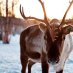 Saariselkä: Reindeer Farm Experience with Snack and Drinks - The Reindeer Encounter: Feeding, Petting, and Education