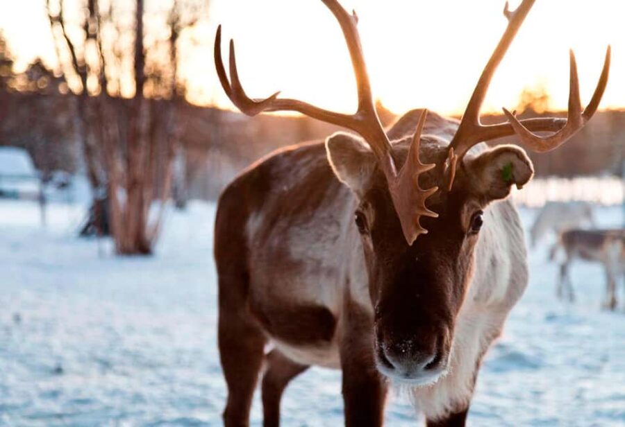 Saariselkä: Reindeer Farm Experience with Snack and Drinks - The Reindeer Encounter: Feeding, Petting, and Education