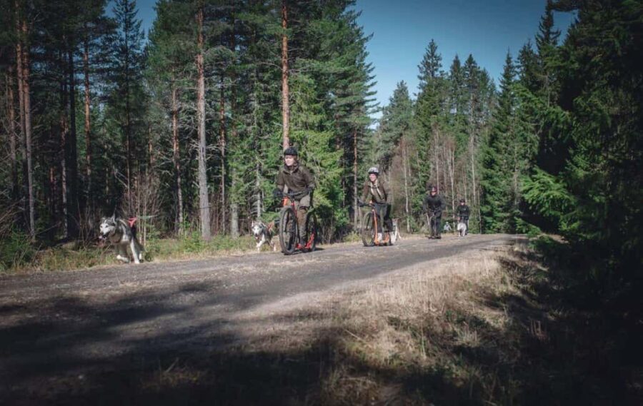 Sågmyra: Guided Dog Scooter Adventure - Starting at Måsek´s Husky Adventure Kennel