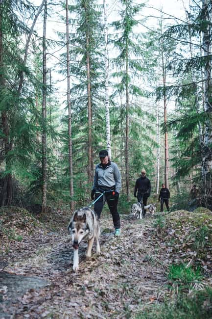 Sågmyra: Guided Husky Hiking Adventure - Mounting the Mountain: Hiking with Huskies