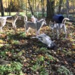 Sågmyra : Siberian Husky Encounter in Sweden - A Warm Welcome and Customizable Experience with Mushers Annika and Pär