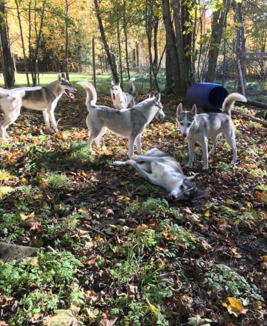 Sågmyra : Siberian Husky Encounter in Sweden - A Warm Welcome and Customizable Experience with Mushers Annika and Pär