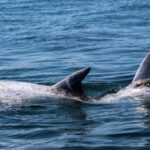 Sagres Wildlife Adventure: Dolphin and Whale Watching Tour - Frequently Asked Questions
