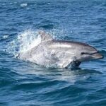 Sailing, swimming, snorkeling, & relaxing in Castelsardo, Sardinia - Experience a Relaxed Sailing Cruise in Castelsardo