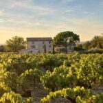 Saint-Didier: visit a vineyard & taste organic wines - The Vineyard Tour: An Intimate Walk Through Provence’s Best Views