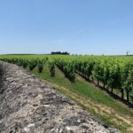 Saint-Emilion Afternoon Tour - 2 Wineries, tastings & delicacies - Tasting at a Family-Run Winery with Regional Pairings