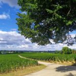 Saint-Emilion Private tour - Grand Cru Classé with an expert - Saint-Emilion’s UNESCO Heritage Charm