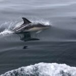 Salema: Dolphin Watching - The Unique Charm of Salema’s Dolphin Watching Tour