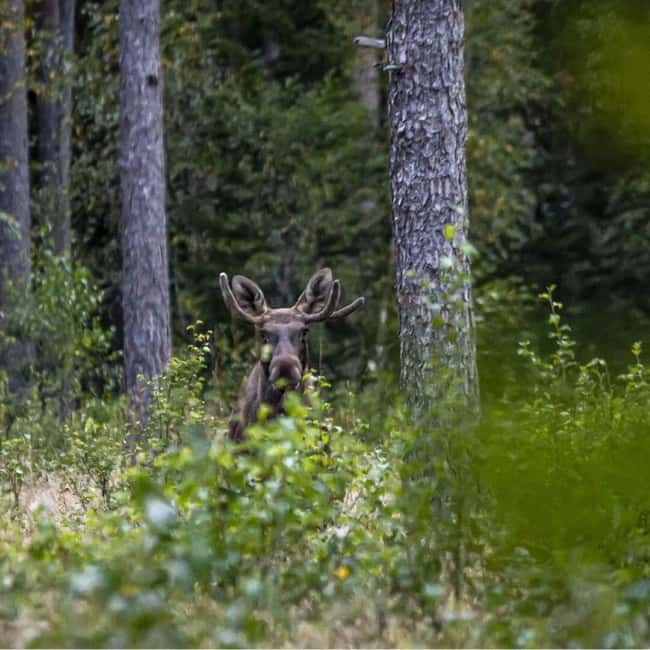 Sälen: Evening Moose Safari in the Forests - Exploring Moose Towers in the Forests of Dalarna