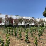 Salento: Winery Tour and Tasting - Discovering the Historic Roots of the Winery