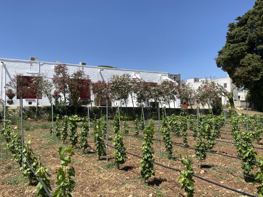 Salento: Winery Tour and Tasting - Discovering the Historic Roots of the Winery