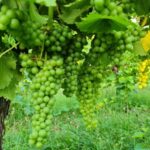 Salò: Winery Tour with Wine and Food Tasting near Lake Garda - Starting Point at Cascina Monte Tivino